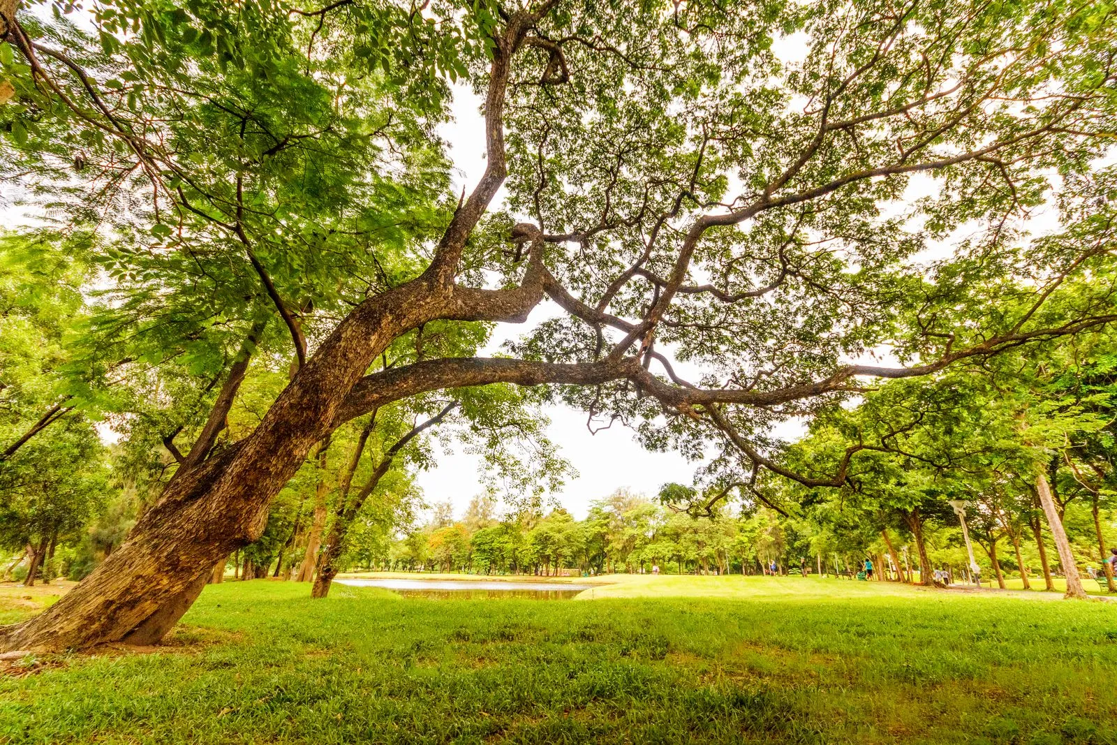 Signs a Tree May Need Professional Attention